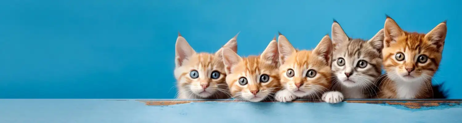 5 cats with a blue background
