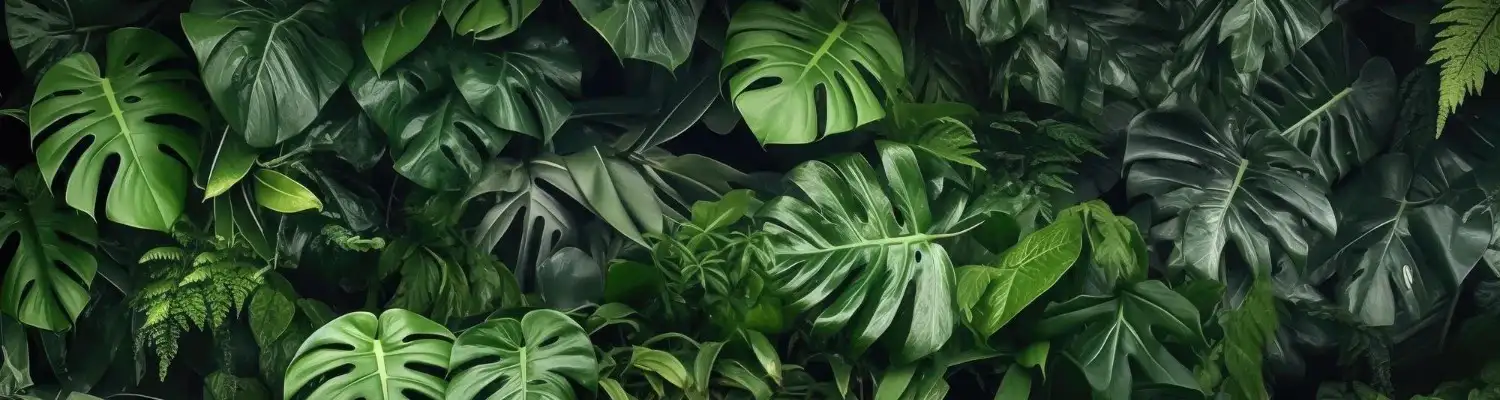 Close up of leaves in the jungle