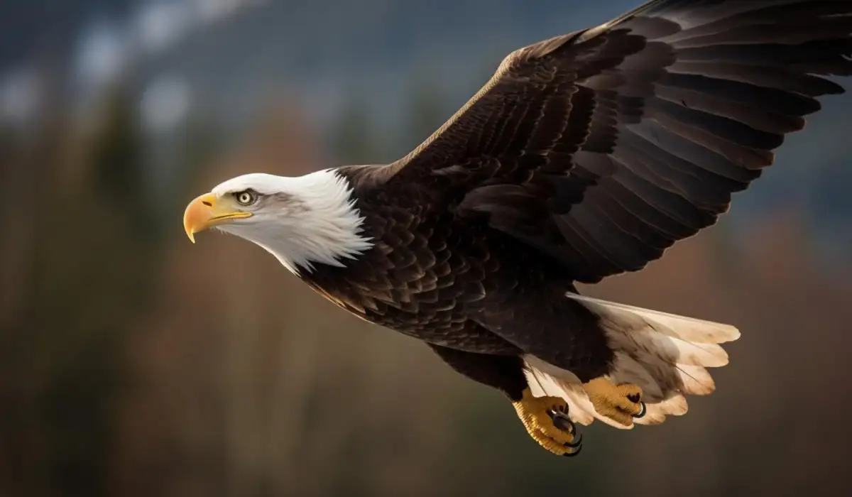 Majestic bald eagle spreads wings in the air