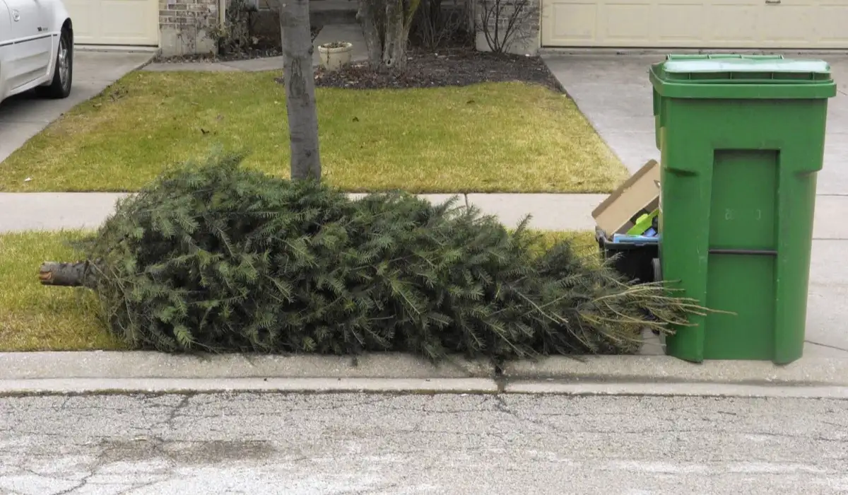 Christmas tree dumped next to a trash can