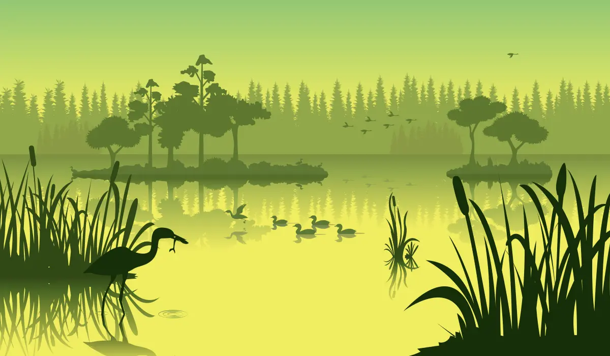 Illustration of wetlands using silhouetes of plants, ducks, and birds