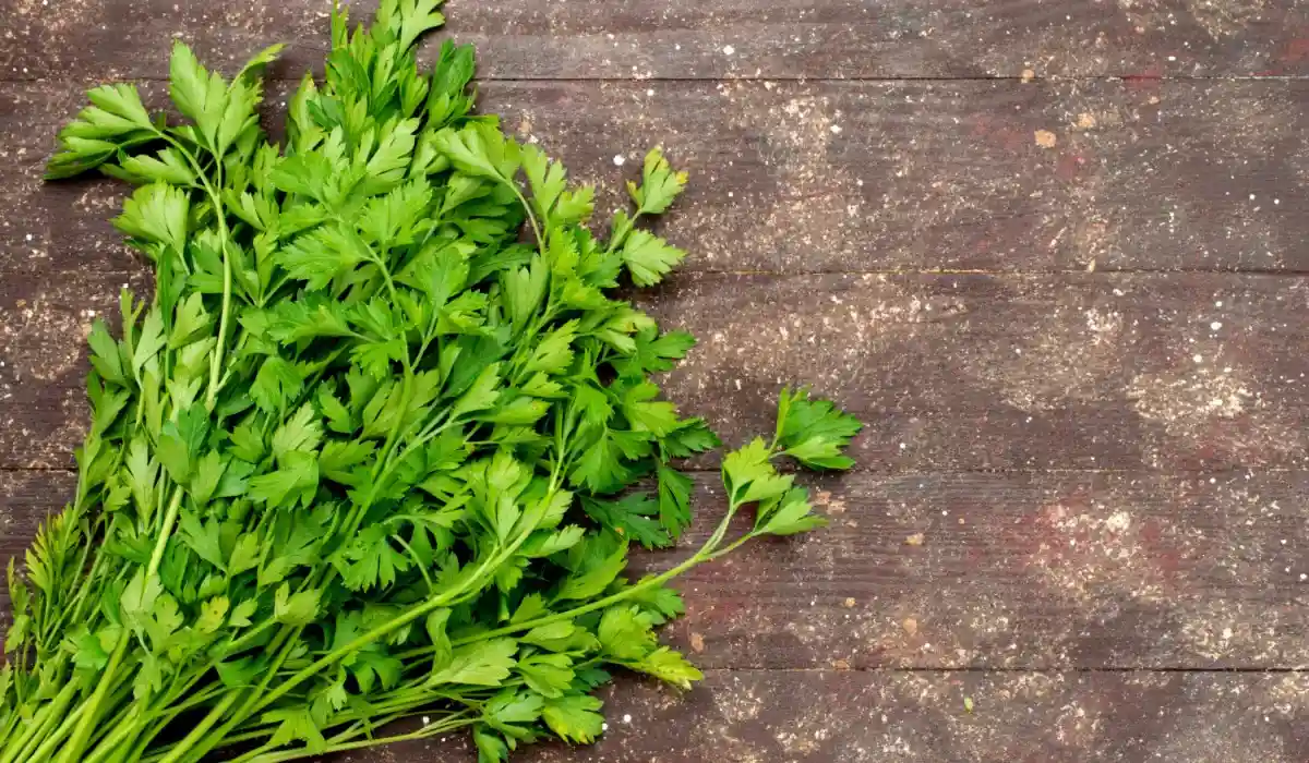 Top view of fresh green cilantro on wooden table