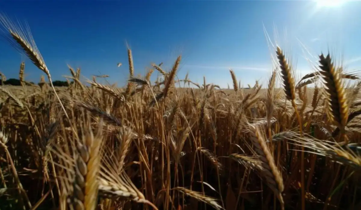Golden wheat fields ripen in summer sun