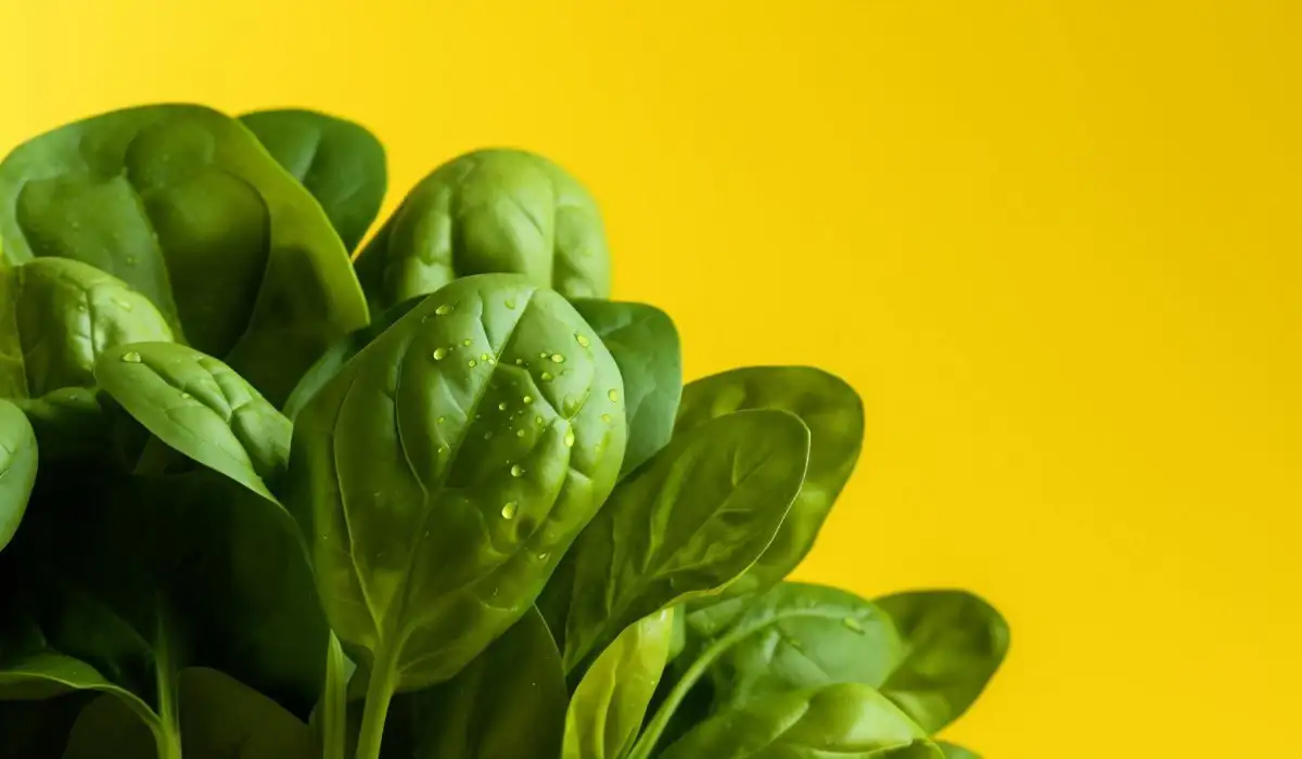 Closeup of spinach on a light yellow background