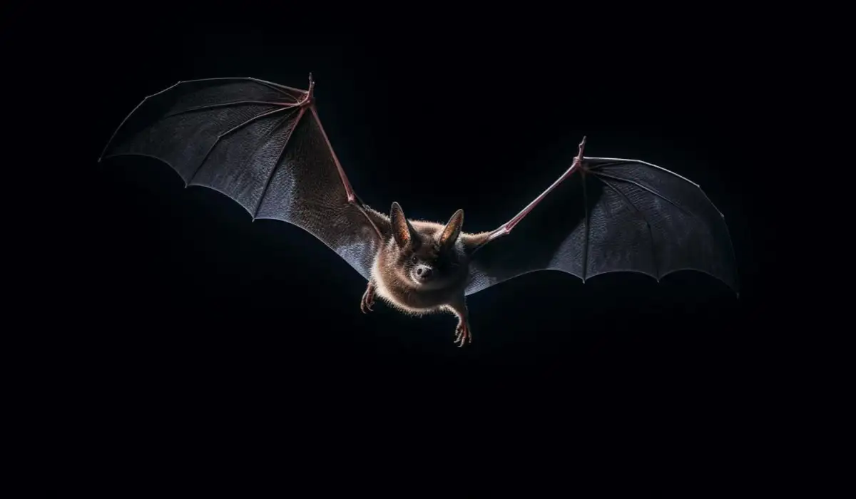 A bat flying in the dark