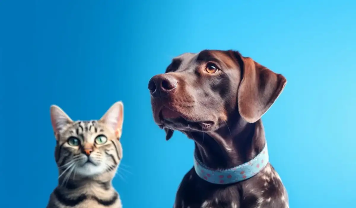 There is a cat and a dog sitting together on a blue background.