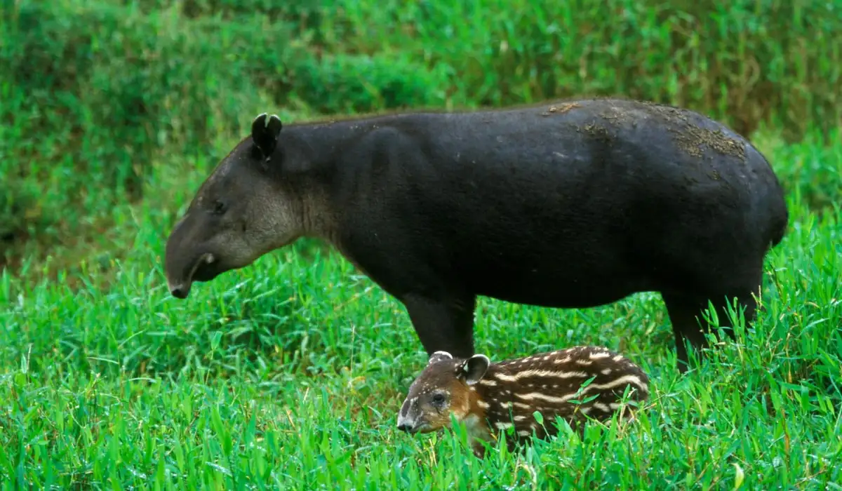 Tapir with her baby walking freely in the grass