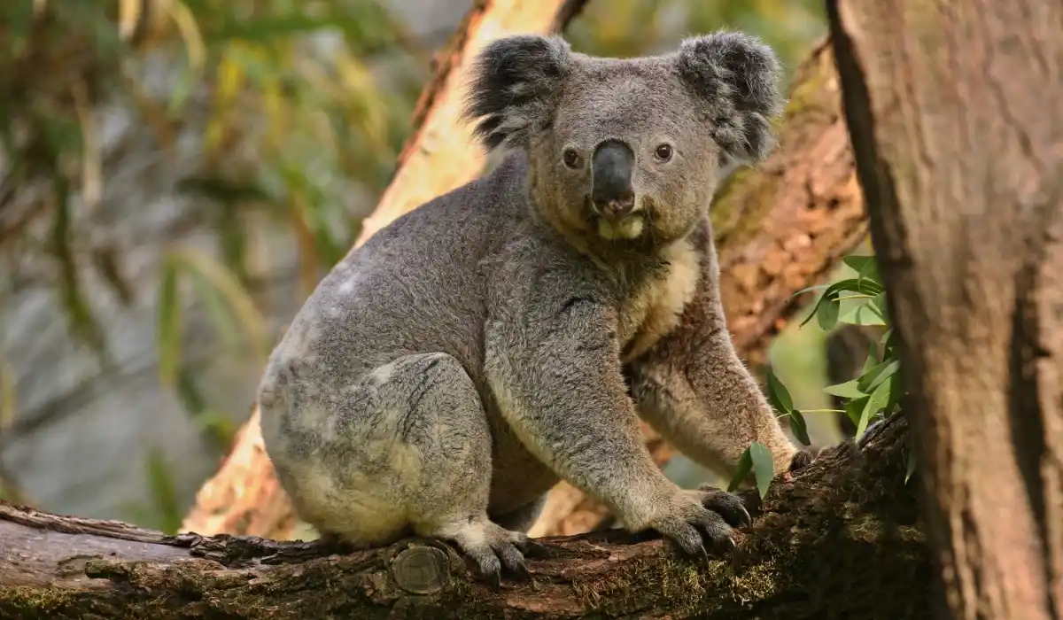 Wild koala in a tree