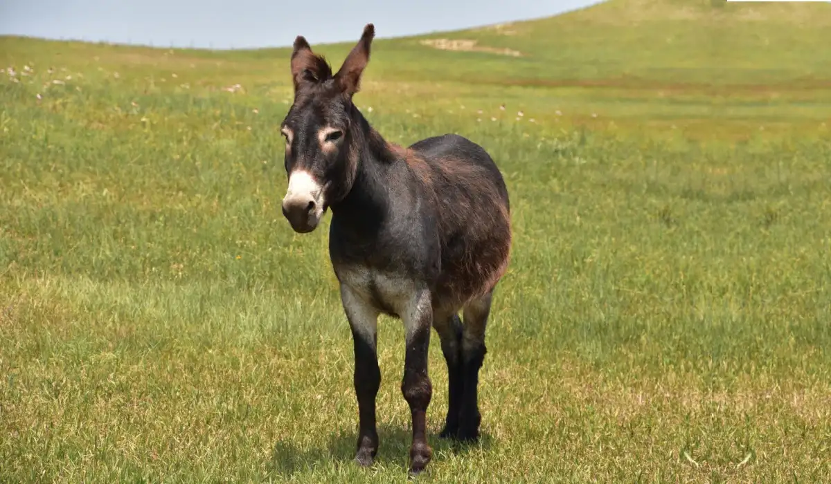 Very sweet lonely donkey standing in a grass meadow.