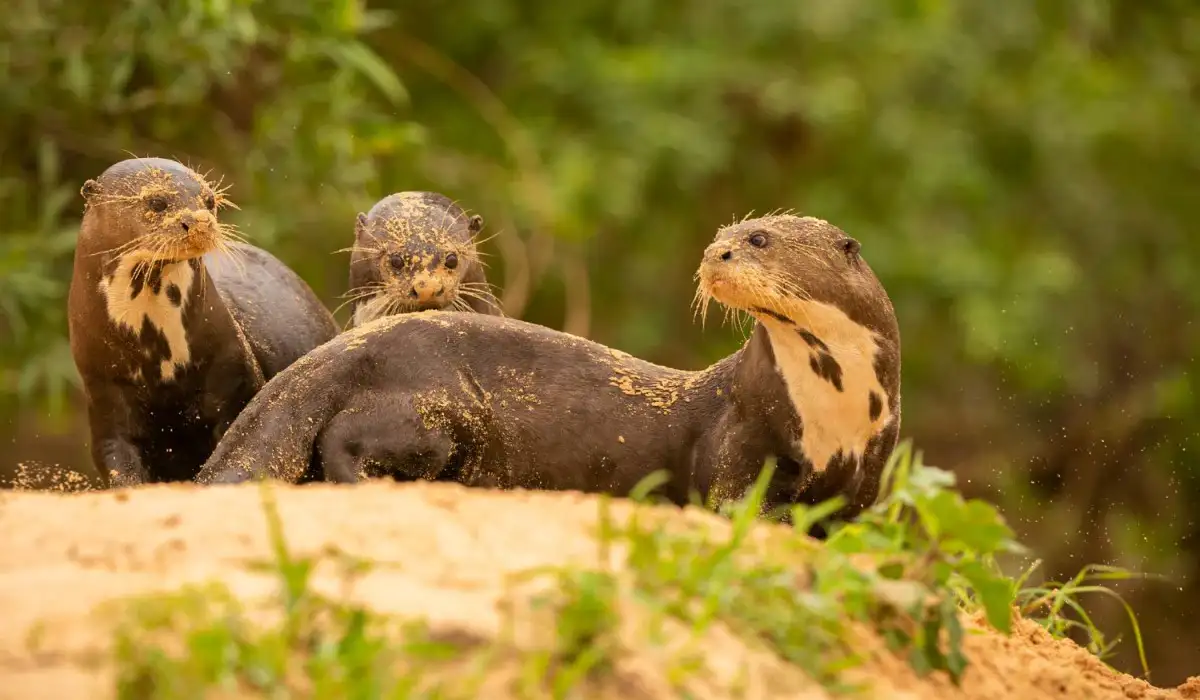 Giant river otters feeding in natural habitat