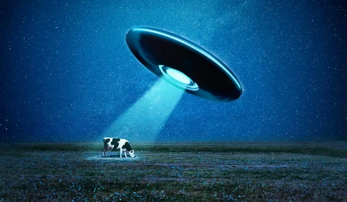 A UFO abducting a cow that is eating calmly in the field