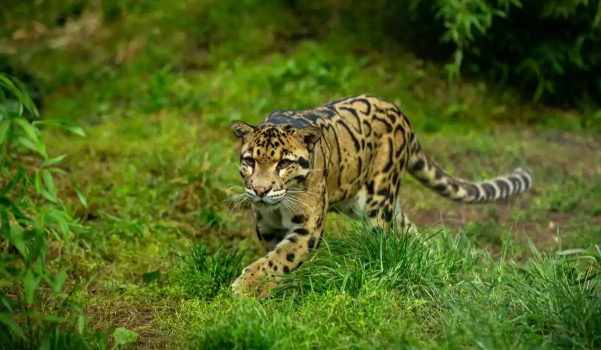 The clouded leopard walks in the forest, it is a very rare creature.