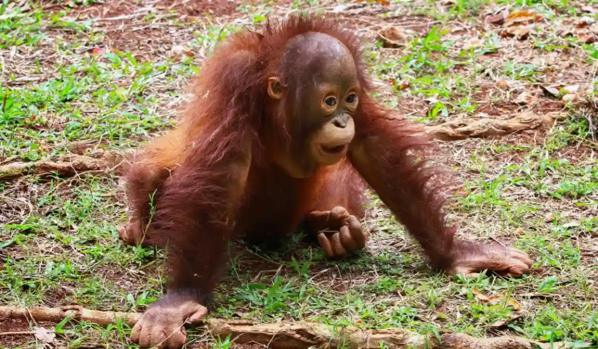 Baby orangutan playing alone with sticks