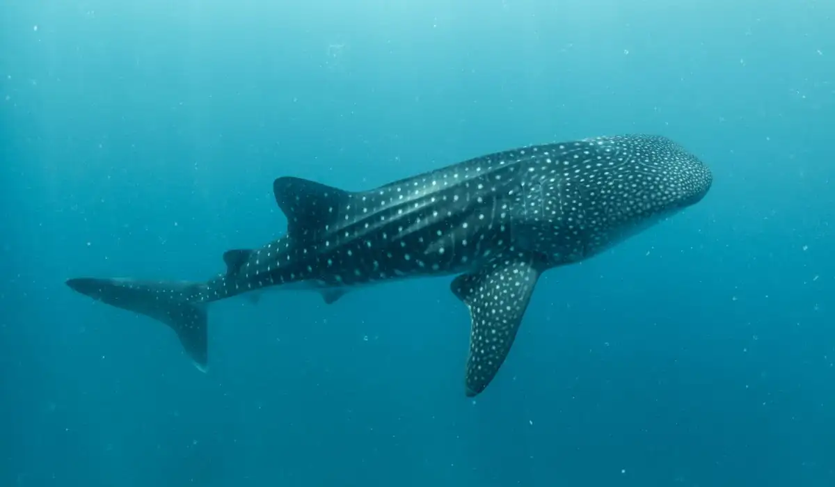 Whale shark in the blue sea