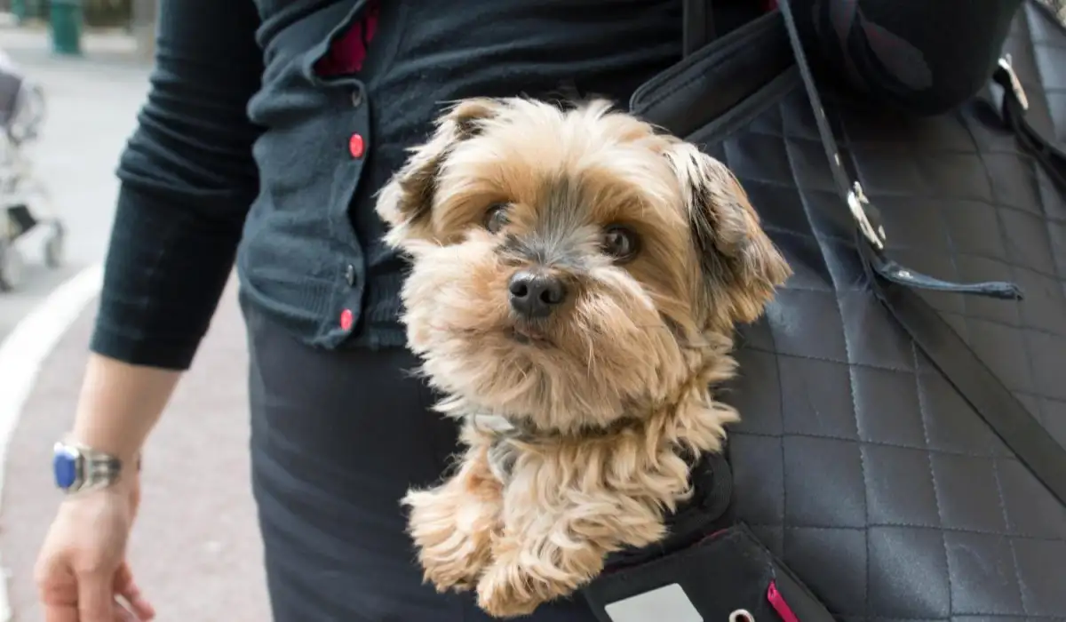 Dog in a handbag