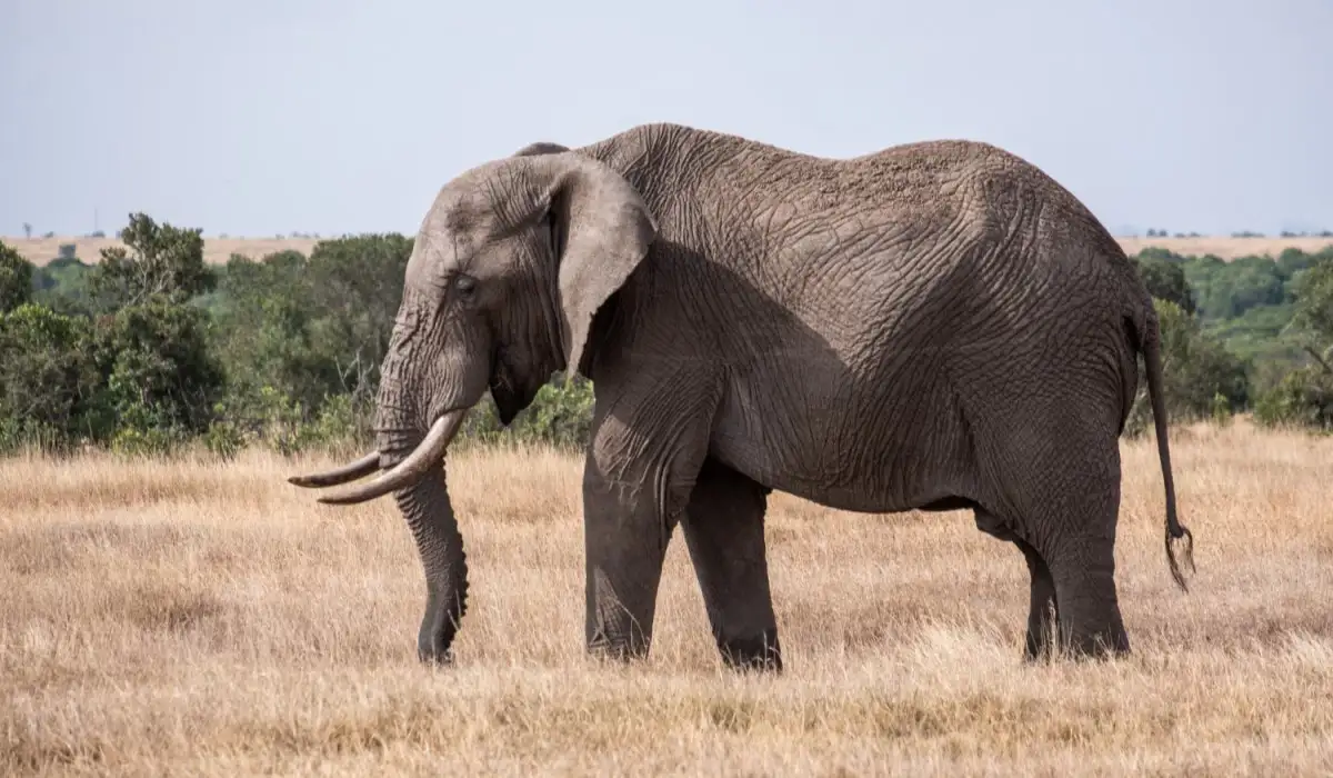 Magnificent elephant in the middle of the countryside in Kenya
