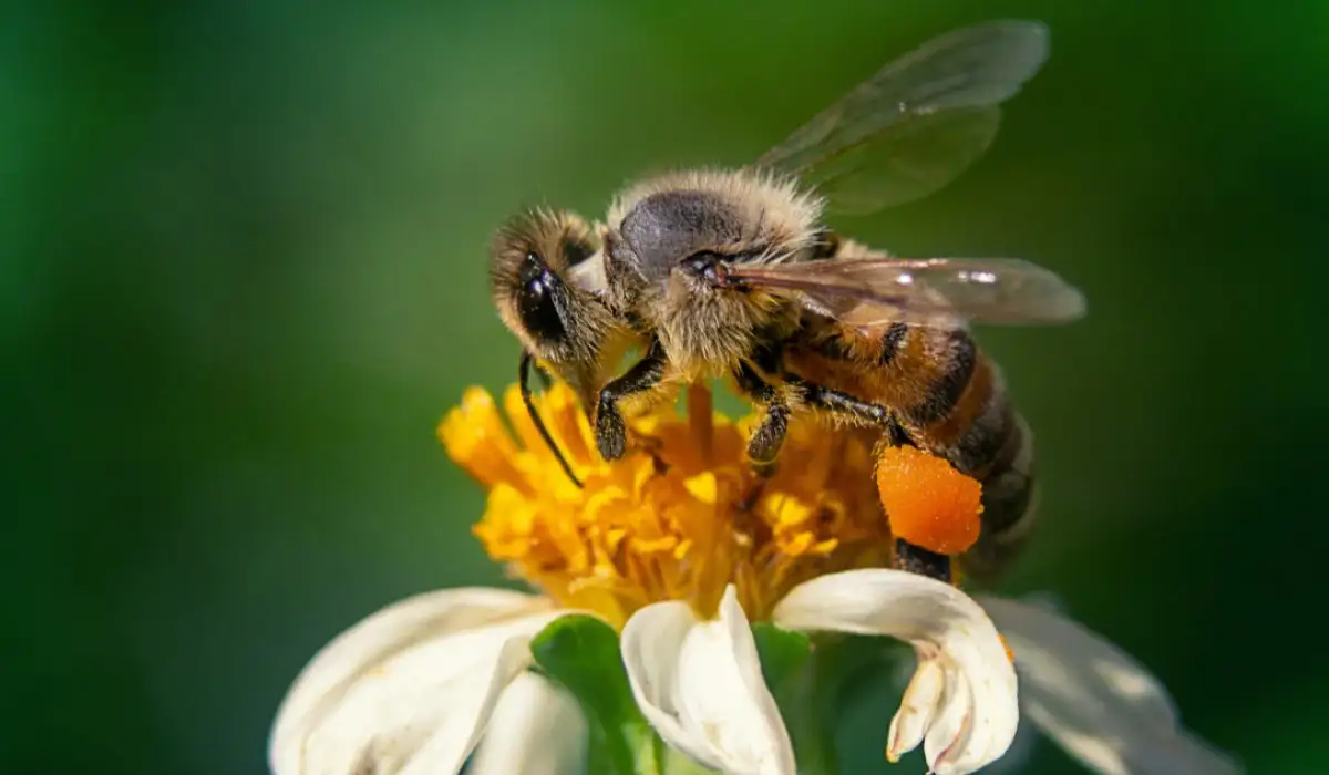 World Honey Bee Day August 17th, 2024 Calendafest