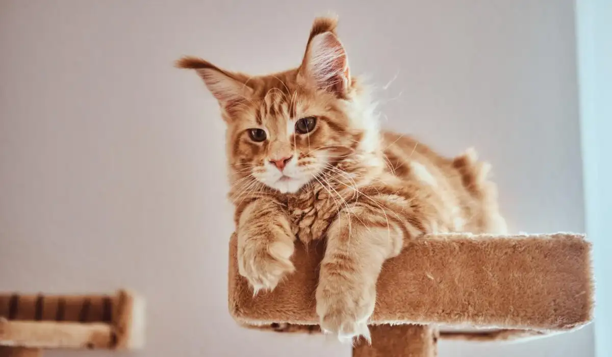 The cute ginger kitten lying on special cat furniture