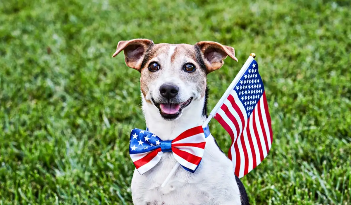 The dog sits in the American flag bow tie with the USA flag on the green grass