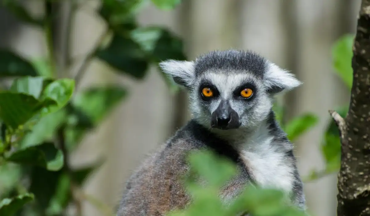 Ring-tailed lemur looking intently
