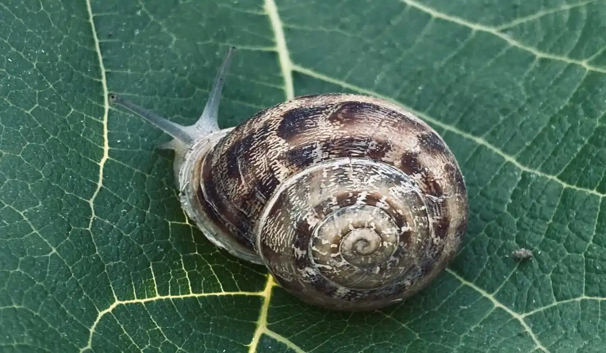 Snail crawling on a green leaf in the garden with a Fibonacci spiral