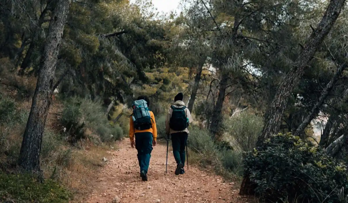 Rear view of some hikers walking on a trail in the forest