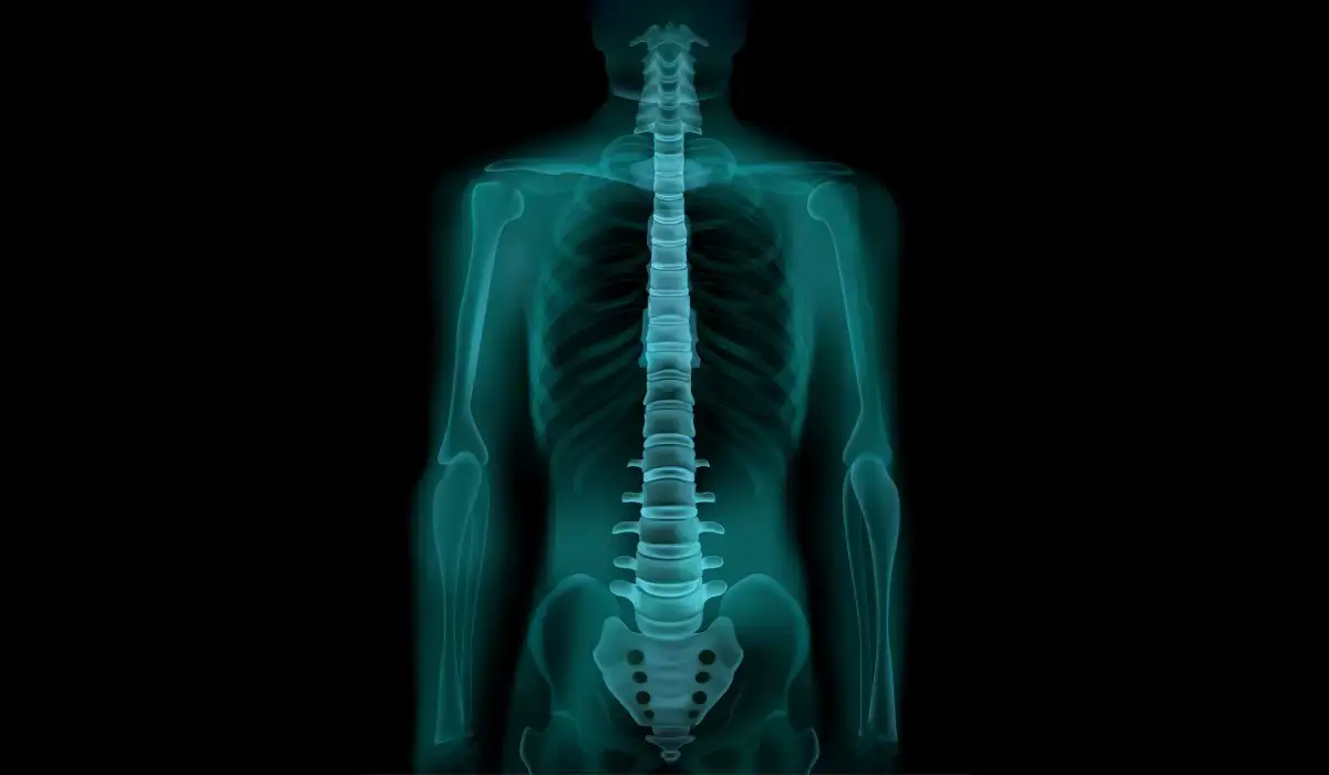 Realistic x-ray human spine and pelvis